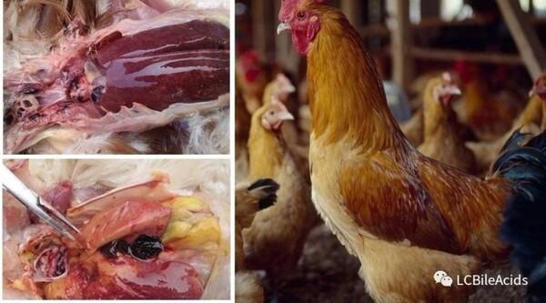 Siete peligros de micotoxinas para pollos - Image 1