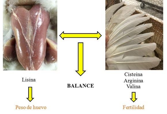 Como mejorar la fertilidad y nacimientos en Reproductoras de pollos de carne - Image 5