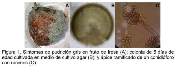 Silicio, níquel y nanopartículas de plata y cobre en el manejo in vivo e in vitro de Botrytis cinerea en fresa (Fragaria x ananassa Duch.) - Image 1