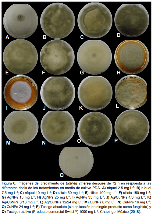Silicio, níquel y nanopartículas de plata y cobre en el manejo in vivo e in vitro de Botrytis cinerea en fresa (Fragaria x ananassa Duch.) - Image 6