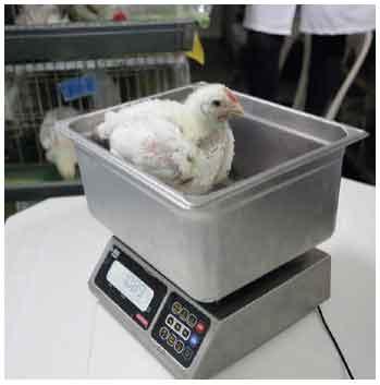 Ensayo de biodisponibilidad del fósforo en pollos de carne a los 21 días con diferentes fuentes comerciales de fosfatos inorgánicos - Image 3