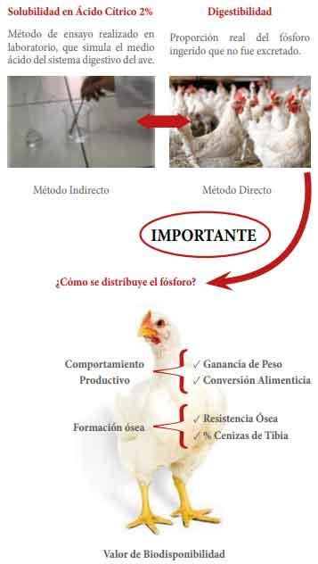 Ensayo de biodisponibilidad del fósforo en pollos de carne a los 21 días con diferentes fuentes comerciales de fosfatos inorgánicos - Image 4