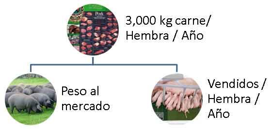 ¿Por qué no alcanzamos los 3,000 kgs de carne vendidos por cerda año? - Image 1