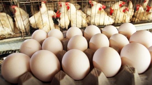 ¡Los huevos rotos causan una enorme pérdida de ganancias! - Image 1