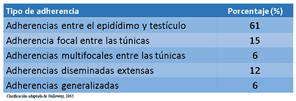Adherencias en la túnica vaginal testicular en toros - Image 3