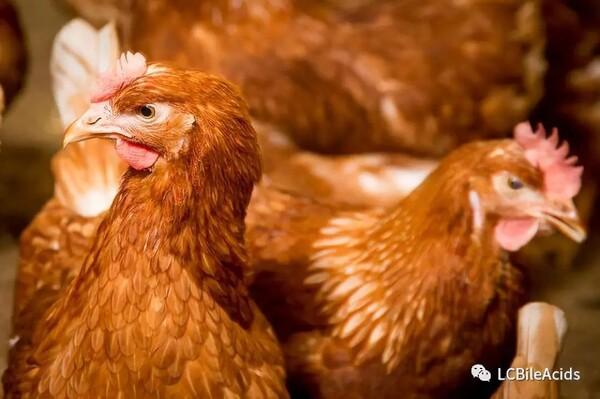 Punto clave para proteger las gallinas de las micotoxinas: hígado sano - Image 1