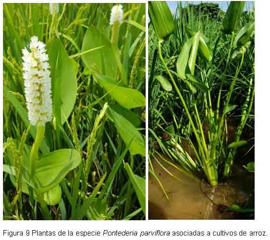 Nuevas especies de malezas compiten con el cultivo del arroz, en el Departamento Norte de Santander, Colombia. - Image 11
