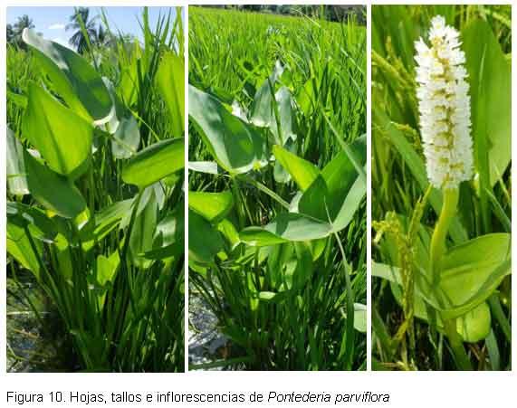 Nuevas especies de malezas compiten con el cultivo del arroz, en el Departamento Norte de Santander, Colombia. - Image 13