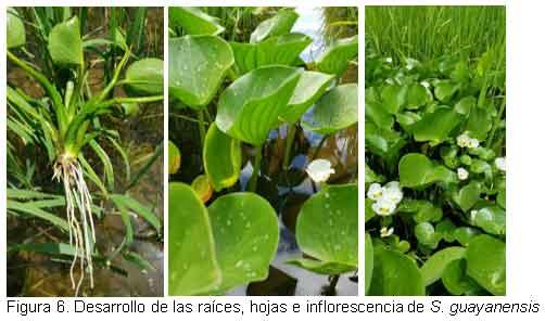 Nuevas especies de malezas compiten con el cultivo del arroz, en el Departamento Norte de Santander, Colombia. - Image 8