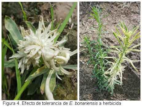 Nuevas especies de malezas compiten con el cultivo del arroz, en el Departamento Norte de Santander, Colombia. - Image 5