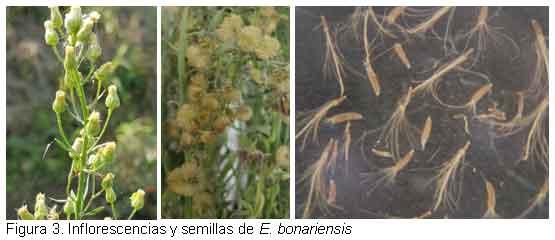 Nuevas especies de malezas compiten con el cultivo del arroz, en el Departamento Norte de Santander, Colombia. - Image 4