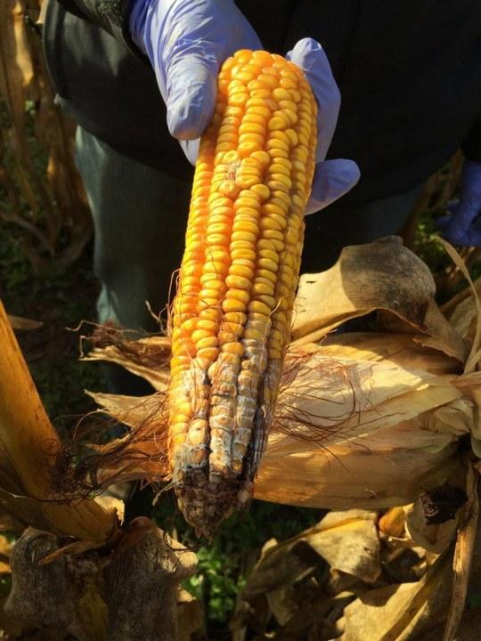 ¿Cuándo es el momento oportuno para la cosecha de maíces tardíos? - Image 2