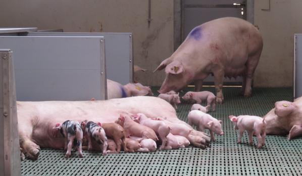 La nueva generación de granjas porcinas: Granjas P Plus® - Image 9