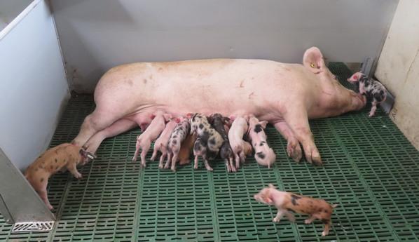 La nueva generación de granjas porcinas: Granjas P Plus® - Image 10