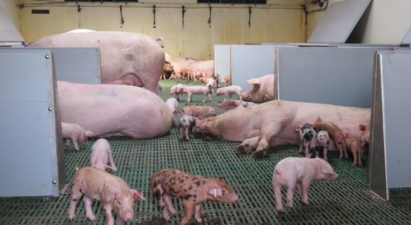 La nueva generación de granjas porcinas: Granjas P Plus® - Image 3