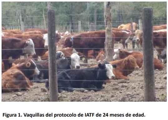 Causas de aborto en vaquillas de primer servicio sometidas a un protocolo de IATF en el Este del Chaco - Image 1