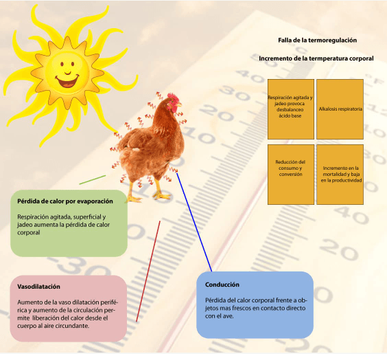 Consecuencias directas del estrés por calor en aves - Image 2