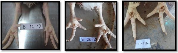 Estudio del bienestar animal mediante el analisis de pododermatitis en pollos de carne tipo broiler en Cantón Patate - Ecuador - Image 4
