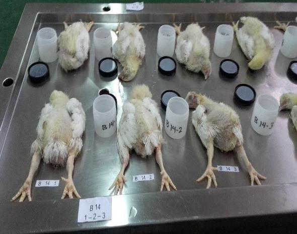 Estudio del bienestar animal mediante el analisis de pododermatitis en pollos de carne tipo broiler en Cantón Patate - Ecuador - Image 2