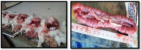 Estudio del bienestar animal mediante el analisis de pododermatitis en pollos de carne tipo broiler en Cantón Patate - Ecuador - Image 3