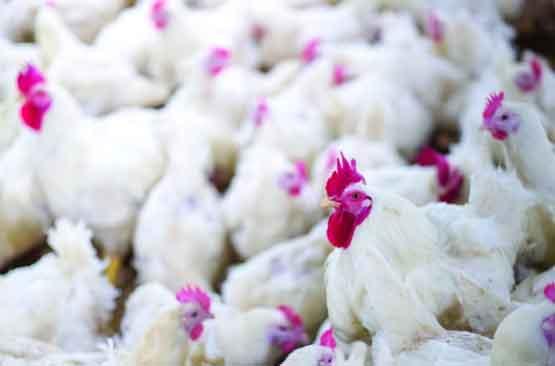 Desafío para el verano: proteger las integraciones avícolas del estrés térmico - Image 1
