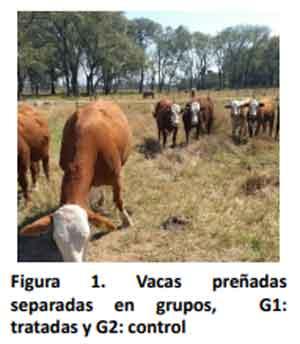 Datos preliminares de un esquema de control estratégico de Rhipicephalus (Boophilus) microplus en vacas preñadas en el noreste de Argentina - Image 1
