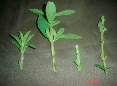 Enraizamiento de Stevia (Stevia rebaudiana) con cuatro tipos de estacas en dos tipos de sustratos - Image 11