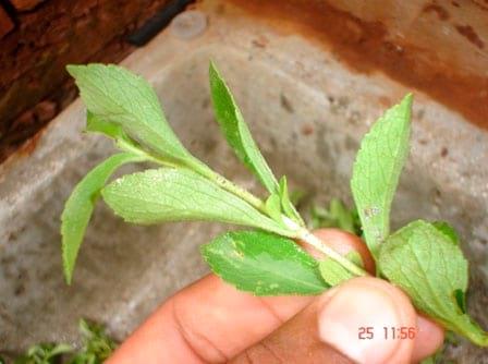 Enraizamiento de Stevia (Stevia rebaudiana) con cuatro tipos de estacas en dos tipos de sustratos - Image 10