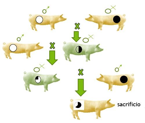 Haga genetica porcina en su propia granja con eficiencia y economia - Image 11