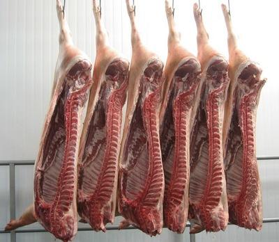 Haga genetica porcina en su propia granja con eficiencia y economia - Image 3