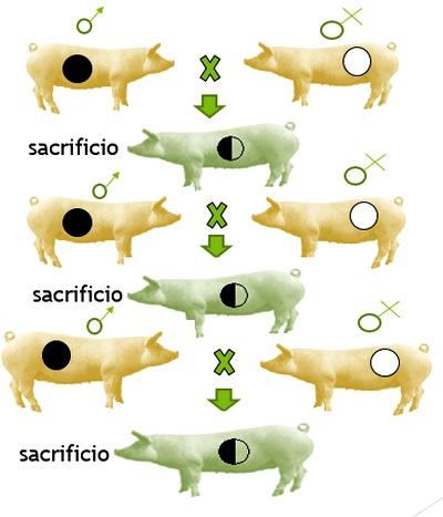 Haga genetica porcina en su propia granja con eficiencia y economia - Image 10