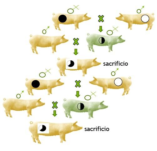 Haga genetica porcina en su propia granja con eficiencia y economia - Image 12