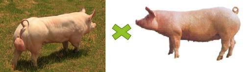 Haga genetica porcina en su propia granja con eficiencia y economia - Image 6