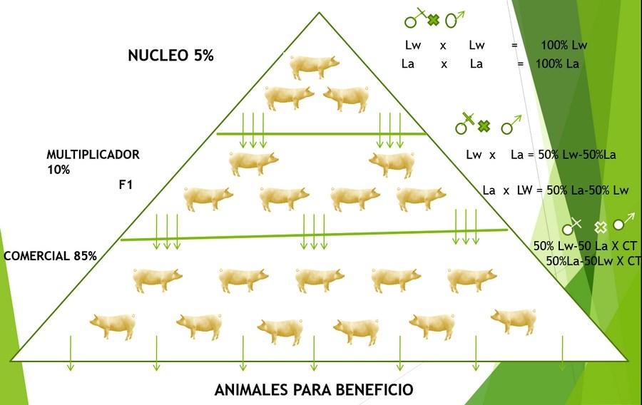 Haga genetica porcina en su propia granja con eficiencia y economia - Image 14