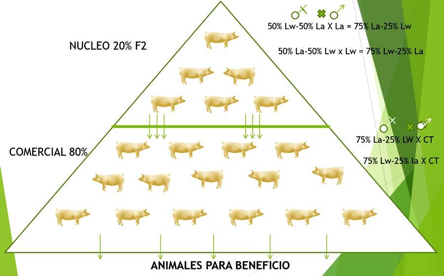 Haga genetica porcina en su propia granja con eficiencia y economia - Image 18