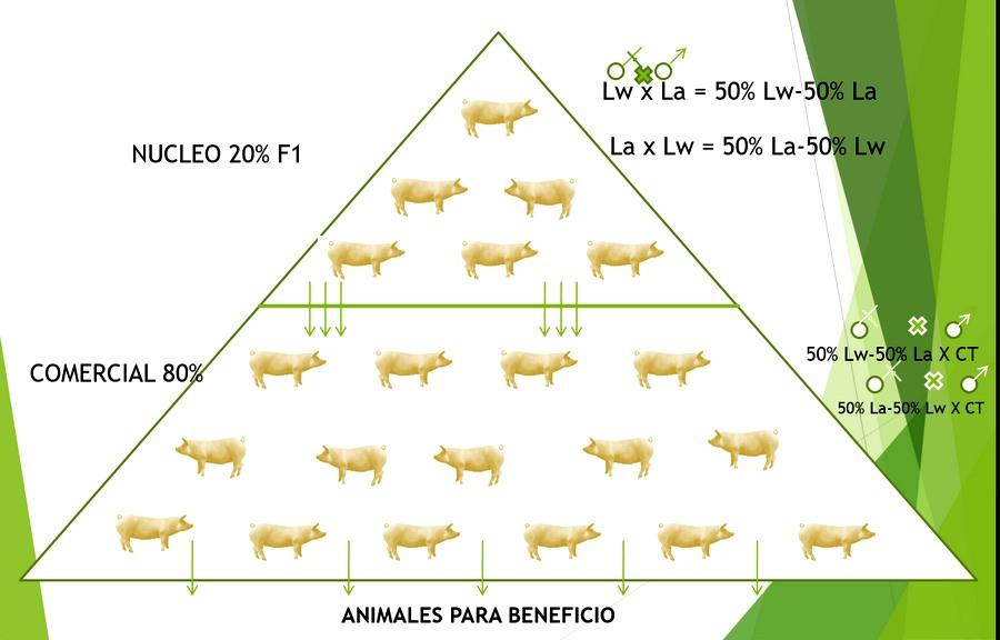 Haga genetica porcina en su propia granja con eficiencia y economia - Image 16
