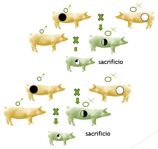 Haga genetica porcina en su propia granja con eficiencia y economia - Image 13