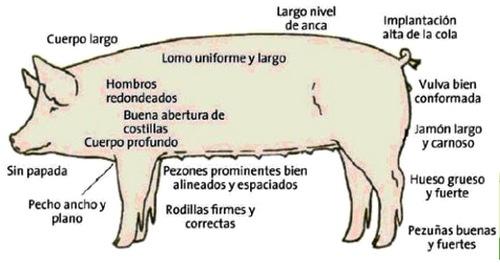 Haga genetica porcina en su propia granja con eficiencia y economia - Image 5