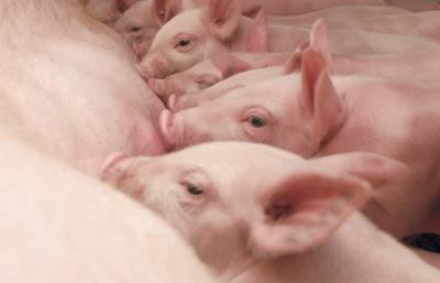 Haga genetica porcina en su propia granja con eficiencia y economia - Image 2