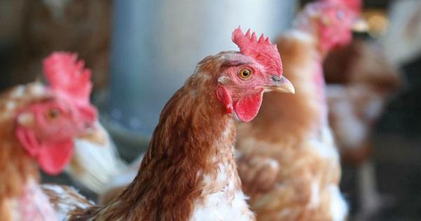 Manejo técnico de gallinas ponedoras: 10 Recomendaciones para el levante - Image 1