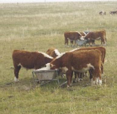 La necesidad de la suplementación invernal sobre campo natural en la recría bovina - Image 6