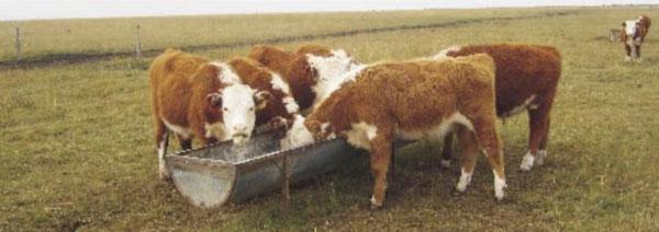 La necesidad de la suplementación invernal sobre campo natural en la recría bovina - Image 1
