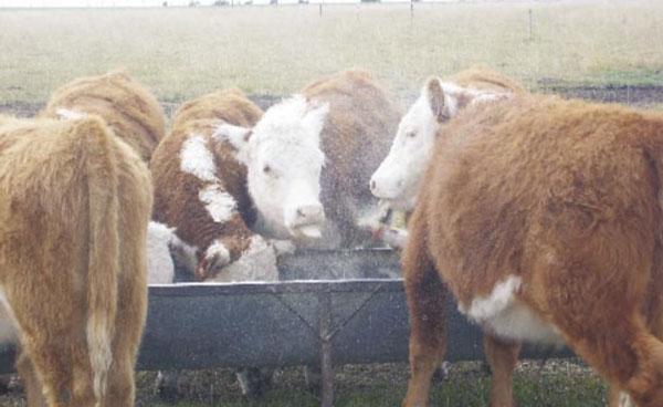 La necesidad de la suplementación invernal sobre campo natural en la recría bovina - Image 9