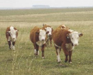 La necesidad de la suplementación invernal sobre campo natural en la recría bovina - Image 3