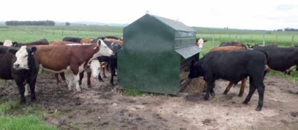 Intensificando la suplementación de bovinos en pastoreo - Image 1