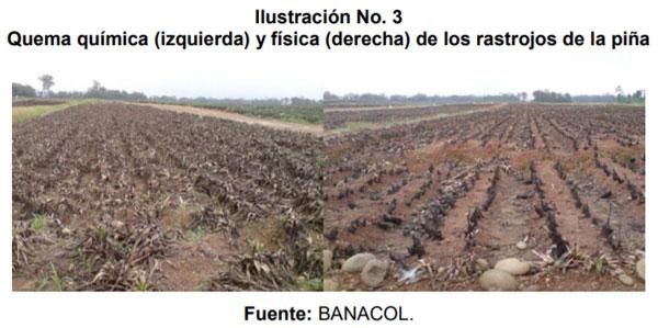  Manejo de la biomasa del cultivo de piña - Image 4