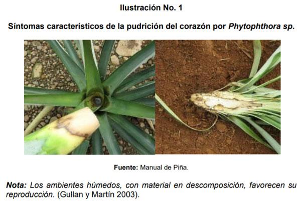  Manejo de la biomasa del cultivo de piña - Image 1