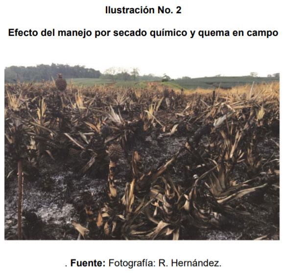 Manejo de la biomasa del cultivo de piña - Image 3