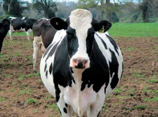 Periodo de transición: Importancia en la salud y bienestar de vacas lecheras - Image 6