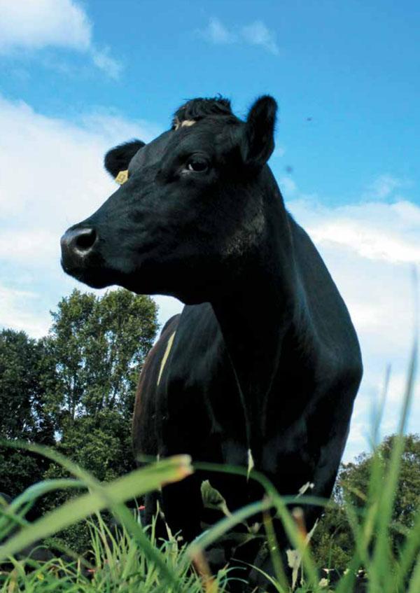 Periodo de transición: Importancia en la salud y bienestar de vacas lecheras - Image 8